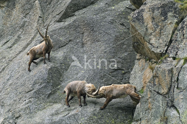 Alpen Steenbok (Capra ibex)