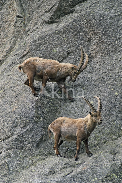 Alpen Steenbok (Capra ibex)