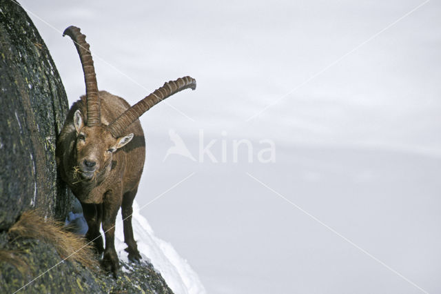 Alpen Steenbok (Capra ibex)