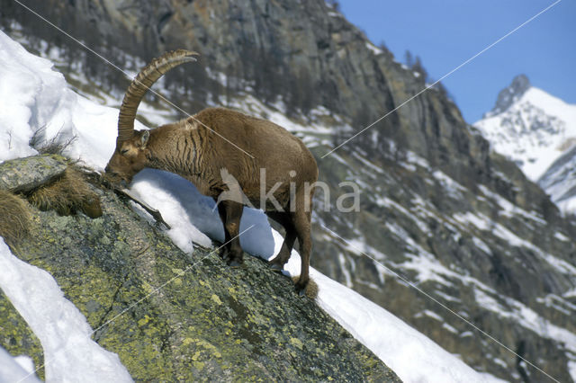 Alpen Steenbok (Capra ibex)