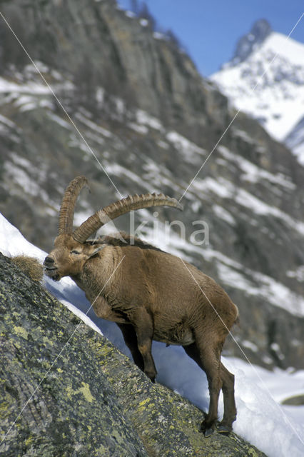 Alpen Steenbok (Capra ibex)