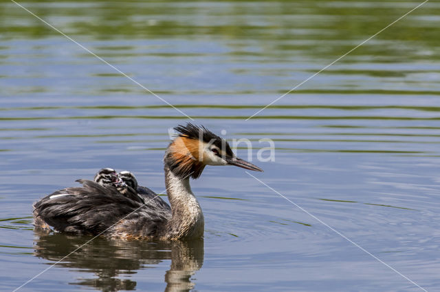Great Crested Grebe (Podiceps cristatus)