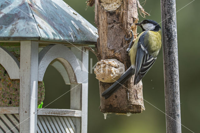 Koolmees (Parus major)