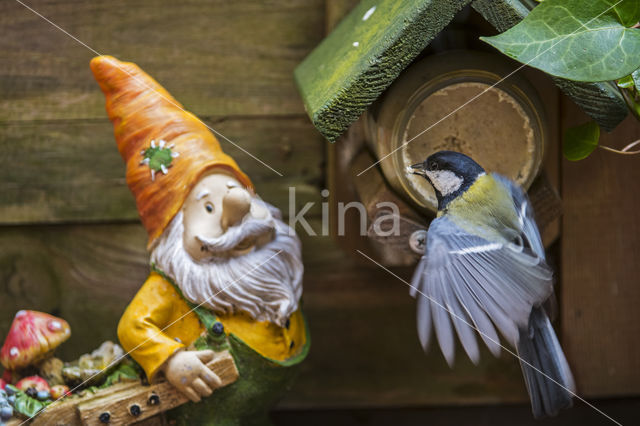 Great Tit (Parus major)