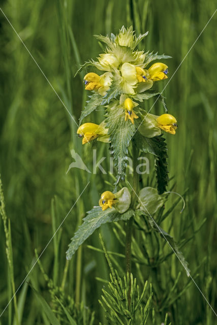 Greater Yellow-rattle (Rhinanthus angustifolius)