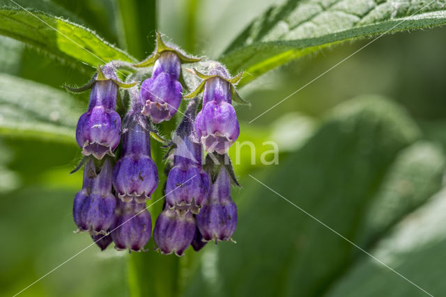 Gewone smeerwortel (Symphytum officinale)