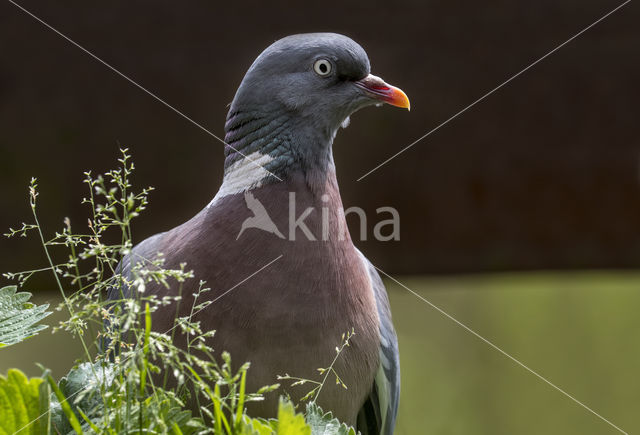 Wood Pigeon