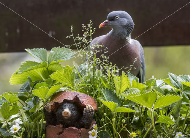 Houtduif (Columba palumbus)