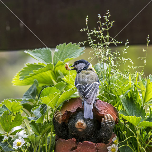 Great Tit (Parus major)