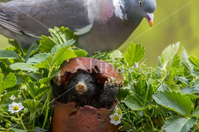 Houtduif (Columba palumbus)