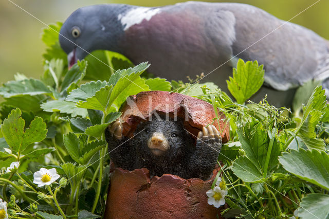 Wood Pigeon