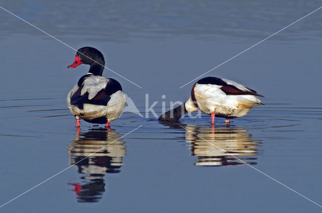 Shelduck (Tadorna tadorna)