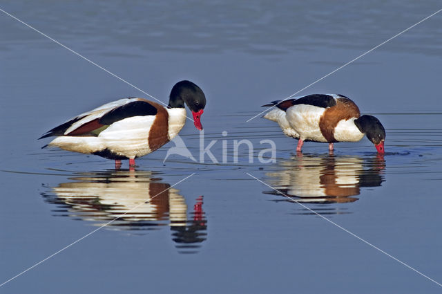 Shelduck (Tadorna tadorna)