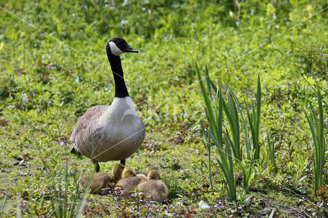 Canada Goose (Branta canadensis)