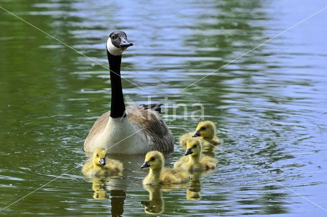 Canadese Gans (Branta canadensis)