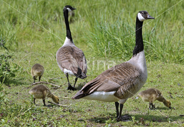 Canadese Gans (Branta canadensis)