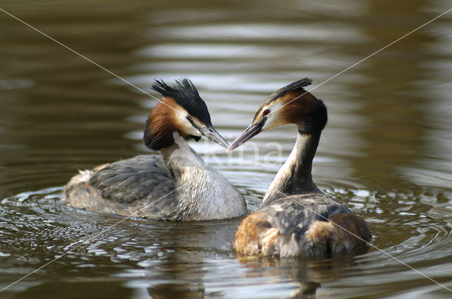 Great Crested Grebe (Podiceps cristatus)