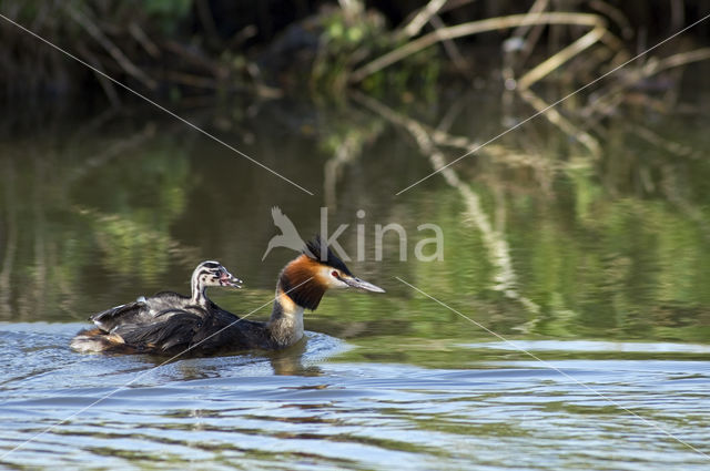 Fuut (Podiceps cristatus)