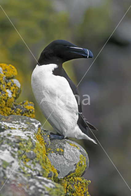 Razorbill (Alca torda)