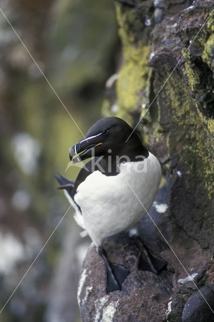 Razorbill (Alca torda)