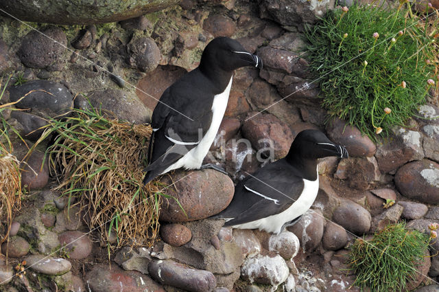 Razorbill (Alca torda)