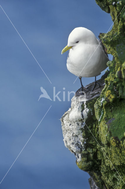 Black-legged Kittiwake (Rissa tridactyla)