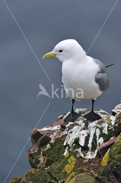 Black-legged Kittiwake (Rissa tridactyla)