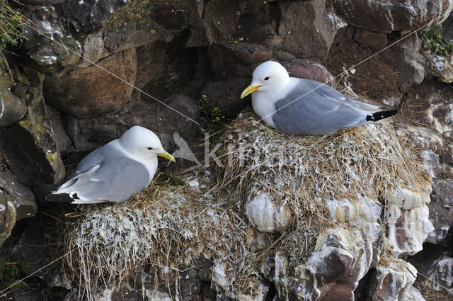 Black-legged Kittiwake (Rissa tridactyla)