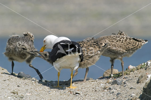 Kleine Mantelmeeuw (Larus fuscus)