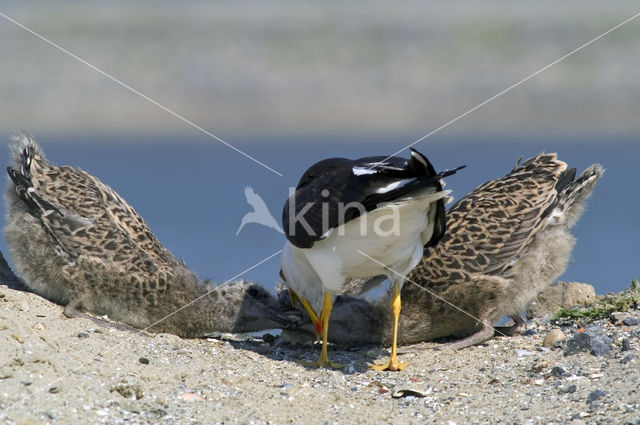 Lesser Black-backed Gull (Larus fuscus)