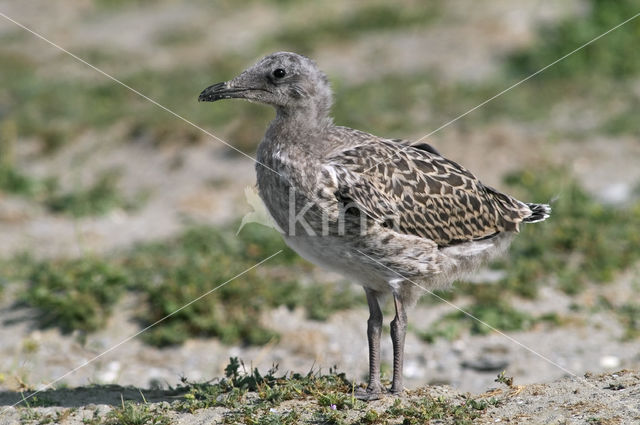 Kleine Mantelmeeuw (Larus fuscus)