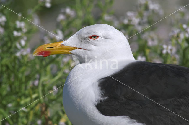 Lesser Black-backed Gull (Larus fuscus)
