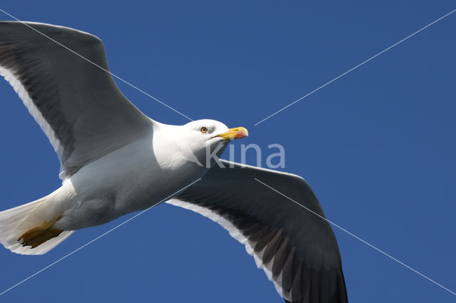 Kleine Mantelmeeuw (Larus fuscus)