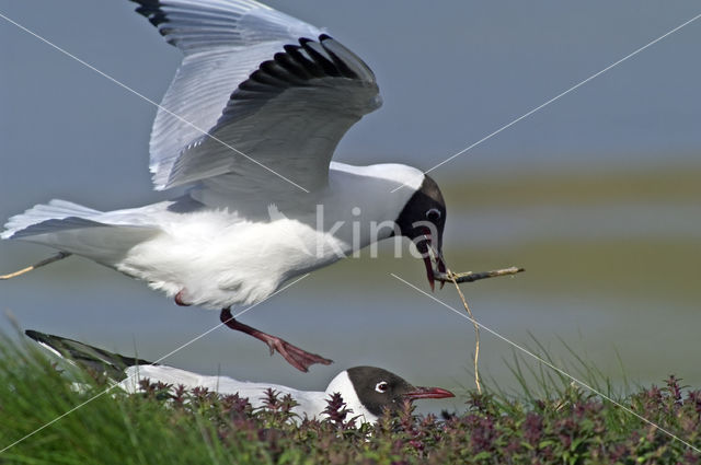 Black-headed Gull (Larus ridibundus)