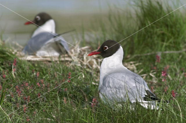 Black-headed Gull (Larus ridibundus)