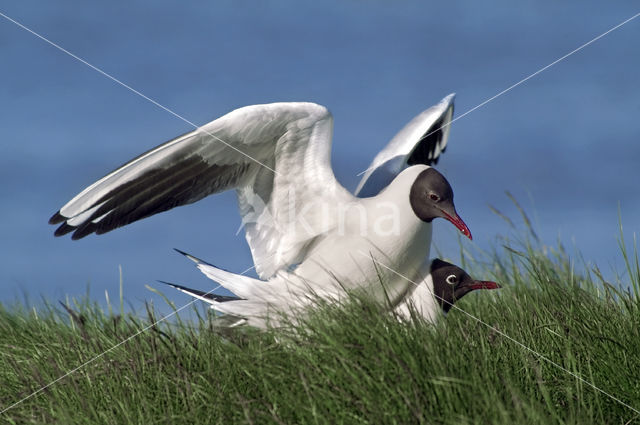 Black-headed Gull (Larus ridibundus)