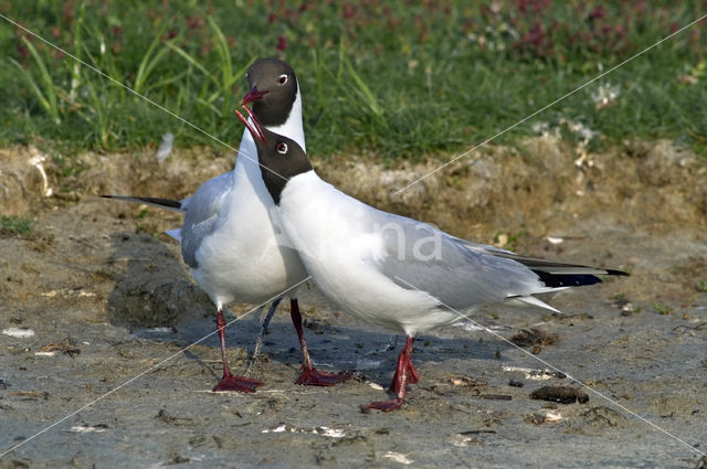 Black-headed Gull (Larus ridibundus)