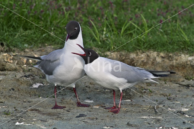 Black-headed Gull (Larus ridibundus)