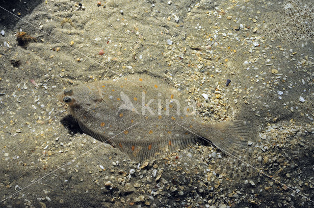 Plaice (Pleuronectes platessa)