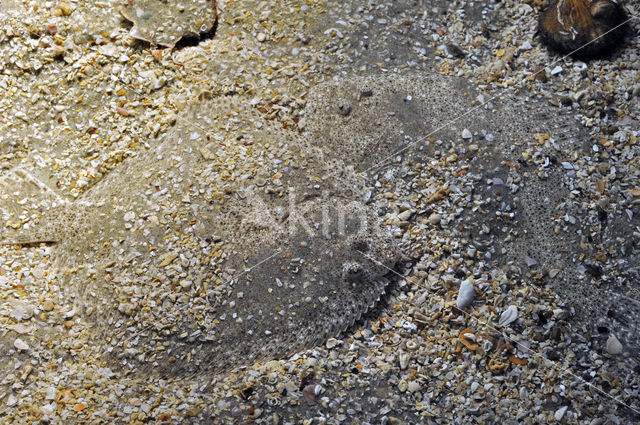 Schol (Pleuronectes platessa)