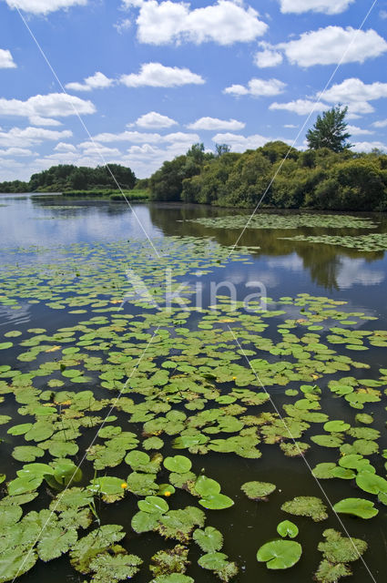 Etang Massé