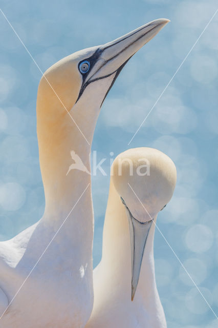 Northern Gannet (Morus bassanus)