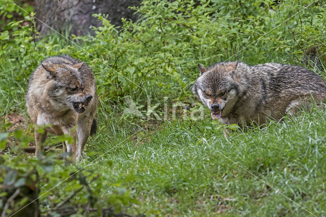 Grey Wolf (Canis lupus)