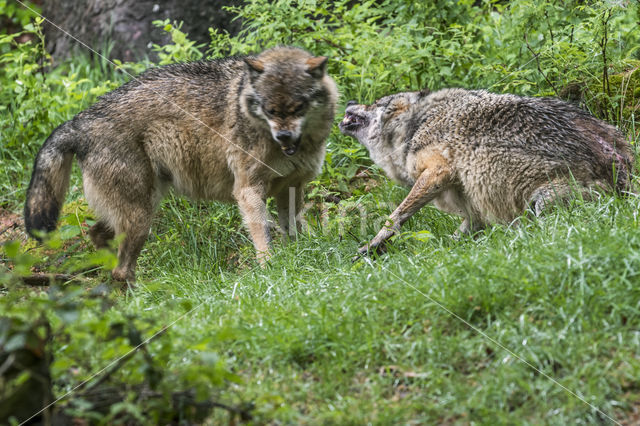 Grey Wolf (Canis lupus)