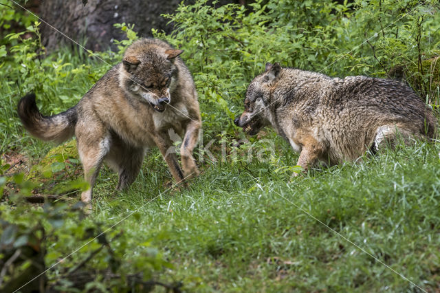 Grey Wolf (Canis lupus)