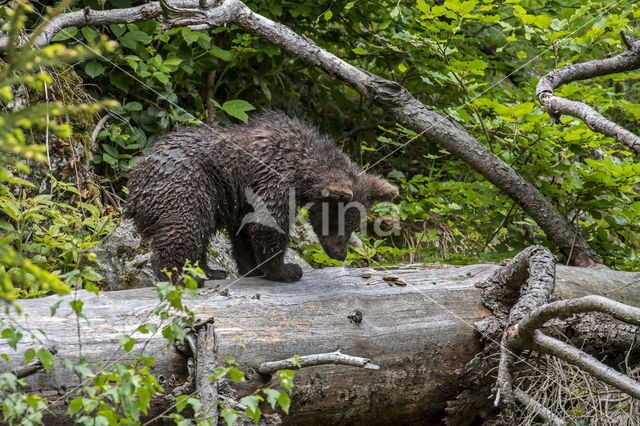 Ursus arctos arctos