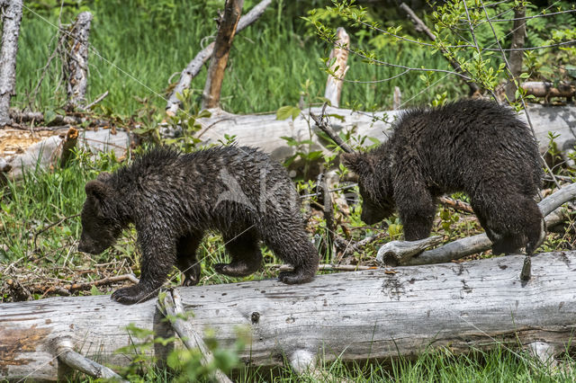 Brown Bear (Ursus arctos arctos)