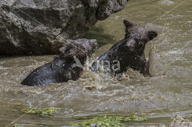 Brown Bear (Ursus arctos arctos)