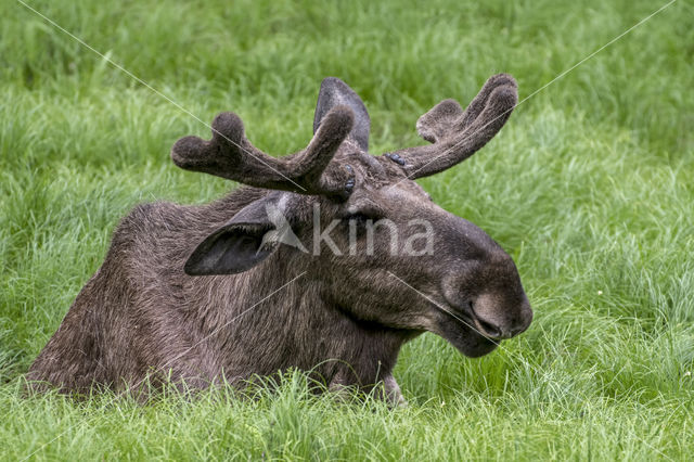 Elk (Alces alces)