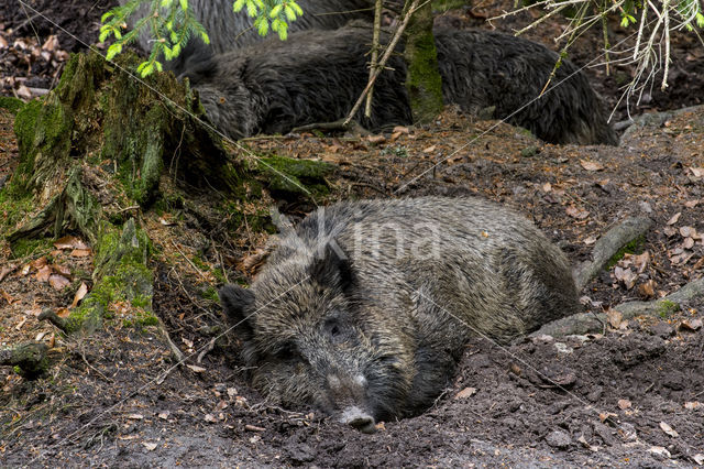 Wild zwijn